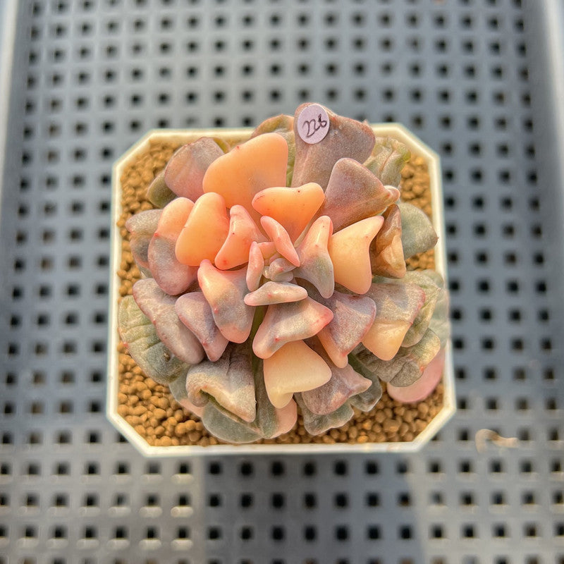 Echeveria 'Cubic Frost' Variegated 2" Succulent Plant Cutting