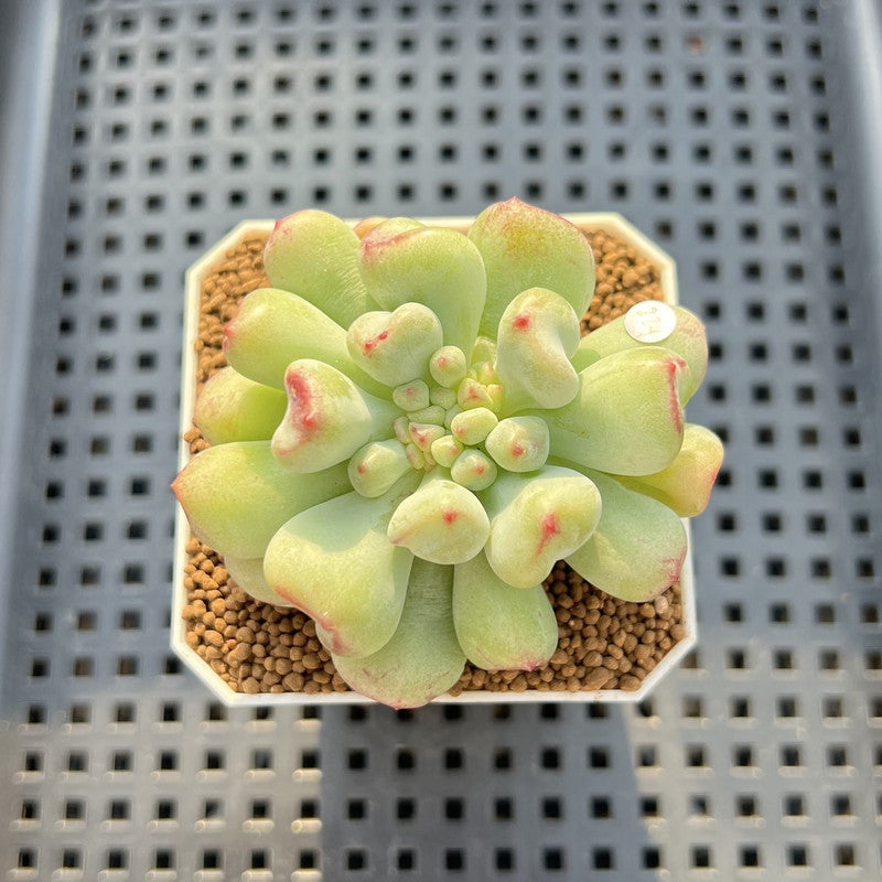 Echeveria 'Heart Ball' 2" Succulent Plant Cutting