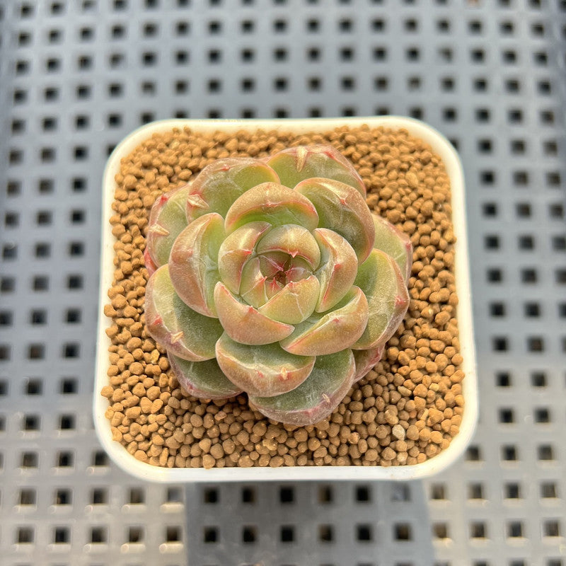 Echeveria 'Lobelia' 1" New Hybrid Succulent Plant Cutting