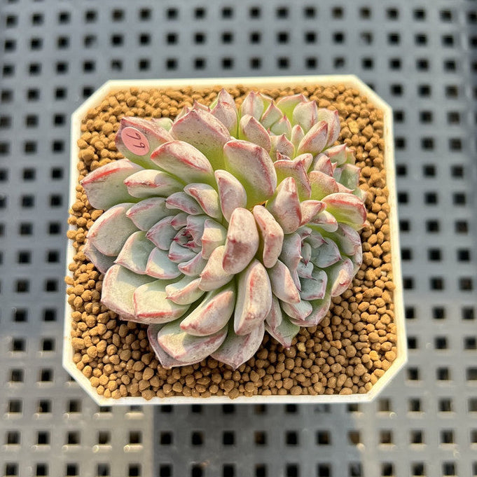 Echeveria 'Alice Blue' 2" Succulent Plant Cutting