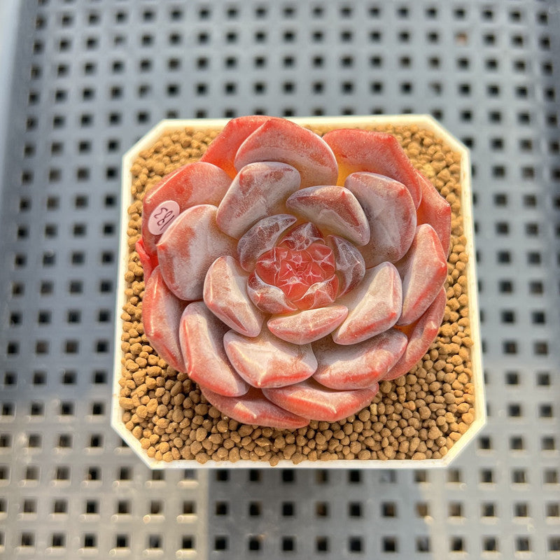 Echeveria 'Pumpkin' Jelly Type 2" Succulent Plant Cutting