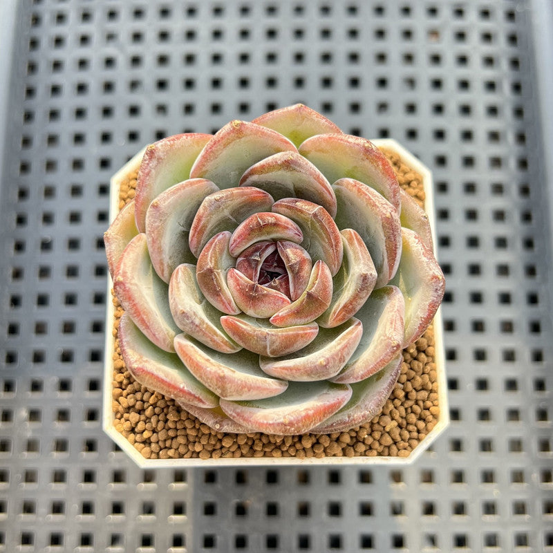 Echeveria 'Dark Opal' 2" Succulent Plant Cutting
