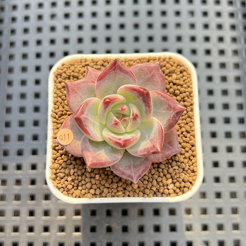 Echeveria 'Purple Abyss' 2" Succulent Plant Cutting