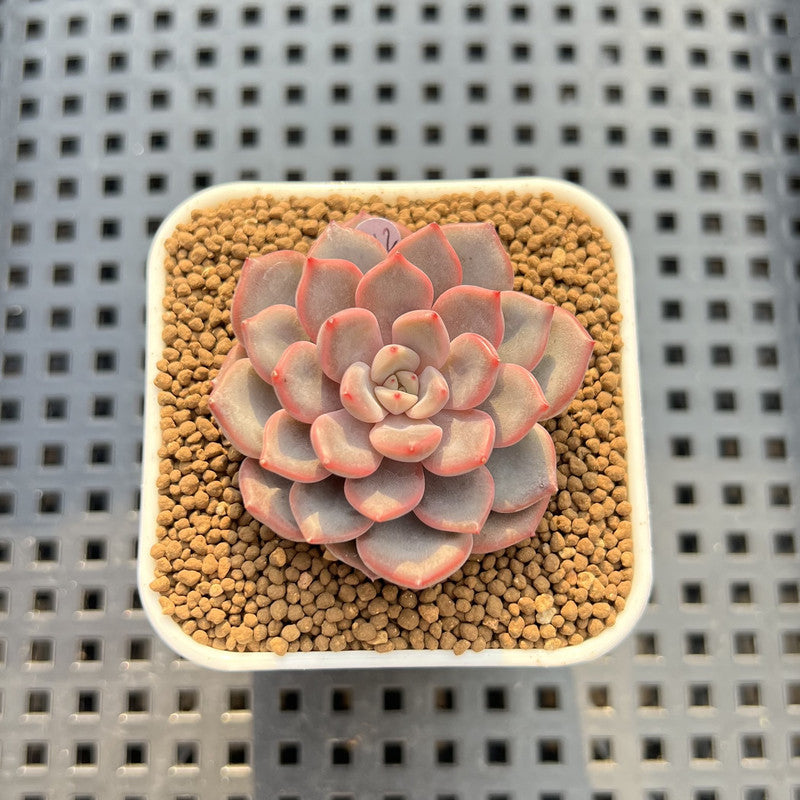 Echeveria 'Hype Boy' 2" New Hybrid Succulent Plant Cutting