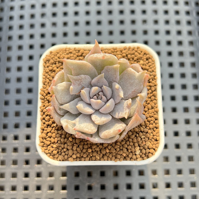 Echeveria 'Vampire' Variegated 1"-2" Succulent Plant Cutting