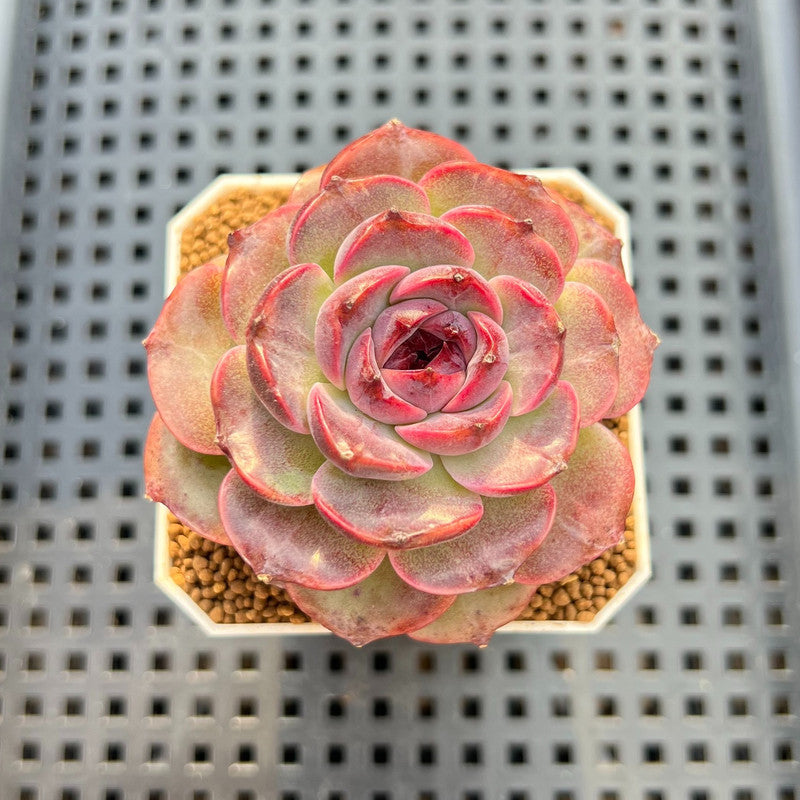 Echeveria 'Graslin' (그레슬린) 2" Succulent Plant Cutting