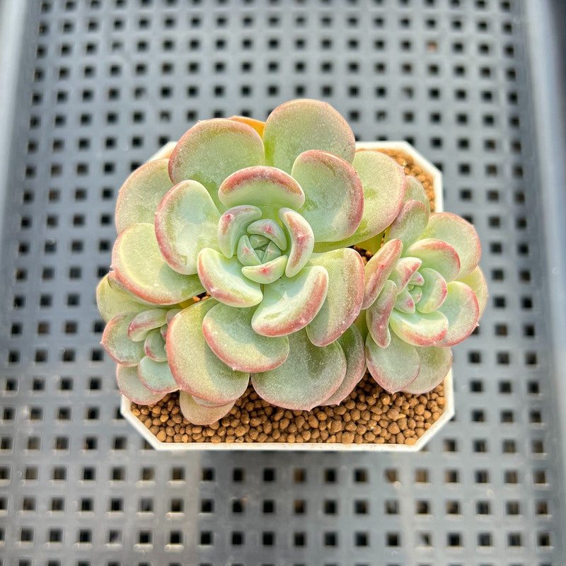 Echeveria 'Hong Gu-Mong' (홍구몽) 2" New Hybrid Succulent Plant Cutting