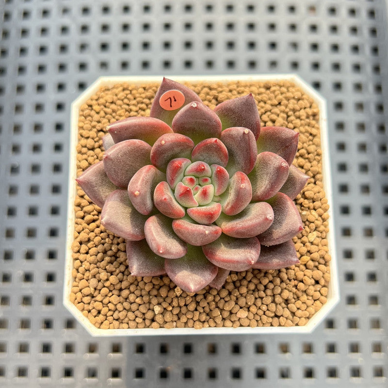 Echeveria 'Super Purple' 2" New Hybrid Succulent Plant Cutting