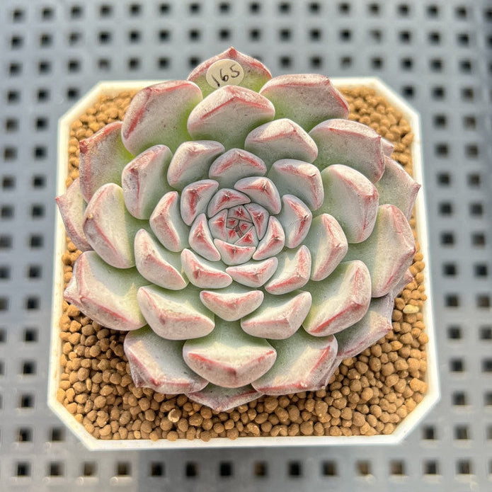 Echeveria 'Alice Blue' 2" Succulent Plant Cutting