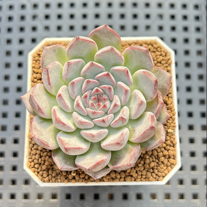 Echeveria 'Alice Blue' 2" Succulent Plant Cutting