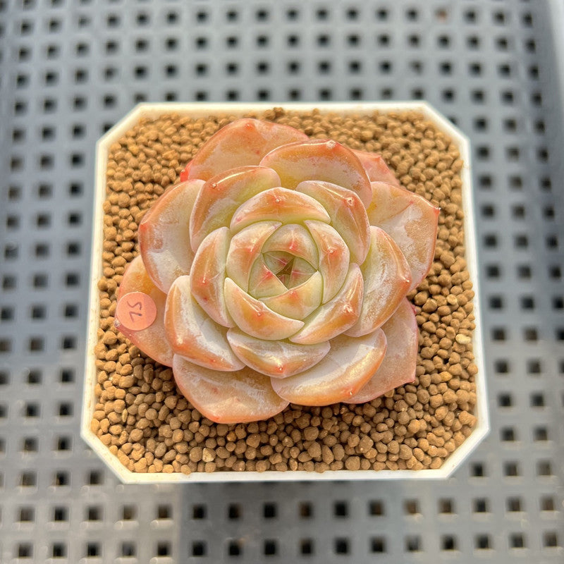 Echeveria 'Herace' 2" Succulent Plant Cutting