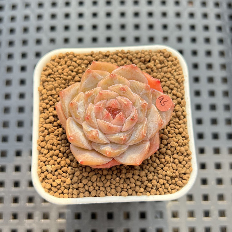 Echeveria 'Herace' 2" Succulent Plant Cutting