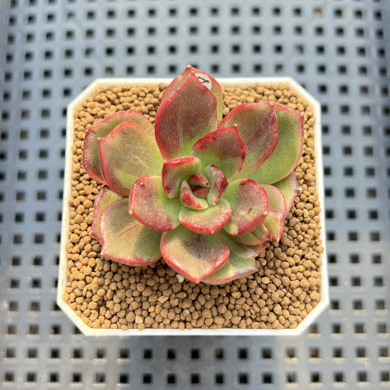 Echeveria Agavoides sp. Lightly Variegated 2" Succulent Plant Cutting