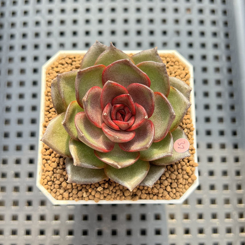 Echeveria 'Esper Rose' 2" New Hybrid Succulent Plant Cutting