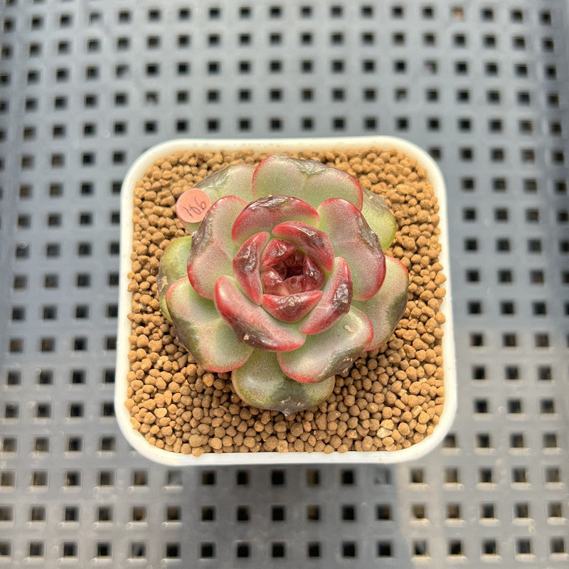 Echeveria sp. 1" Succulent Plant Cutting