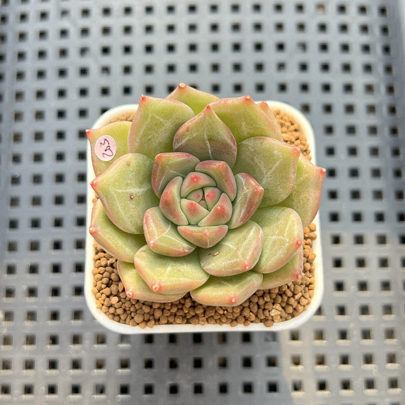 Echeveria 'Sneddy' 2" Succulent Plant Cutting