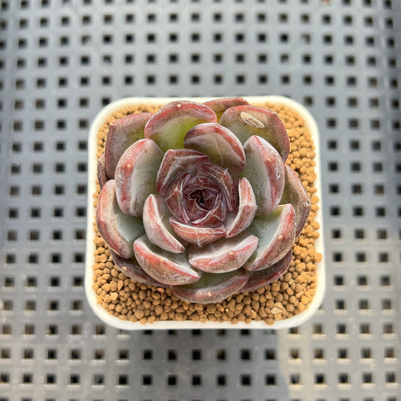 Echeveria 'Odette' 2" Succulent Plant Cutting