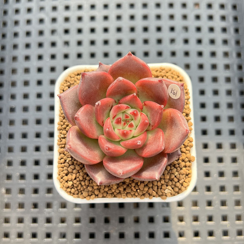 Echeveria Agavoides 'Asuka' 2" Succulent Plant Cutting