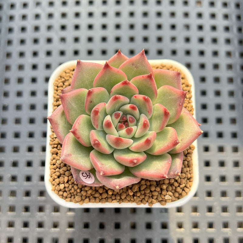 Echeveria 'Indiaca' 2" New Hybrid Succulent Plant Cutting