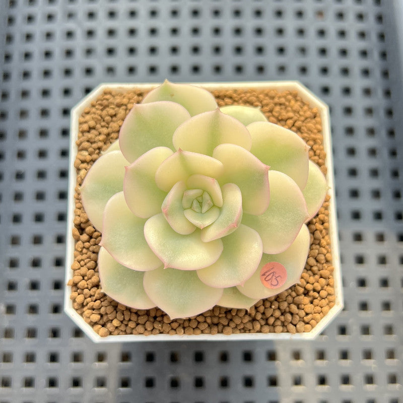 Echeveria 'Nicksana' Variegated 2" Succulent Plant Cutting