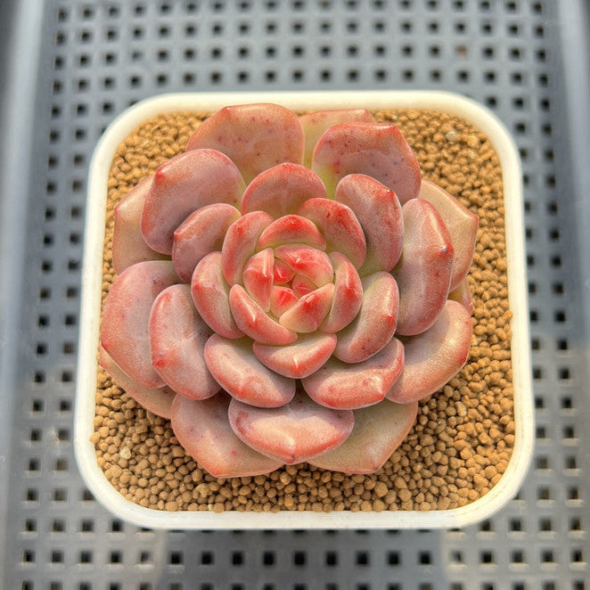 Echeveria 'Ariel' 2"-3" Succulent Plant Cutting