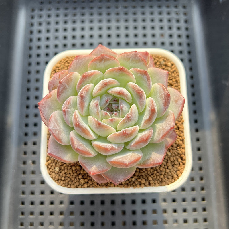Echeveria 'Lilac Perfume' 2"-3" New Hybrid Succulent Plant Cutting