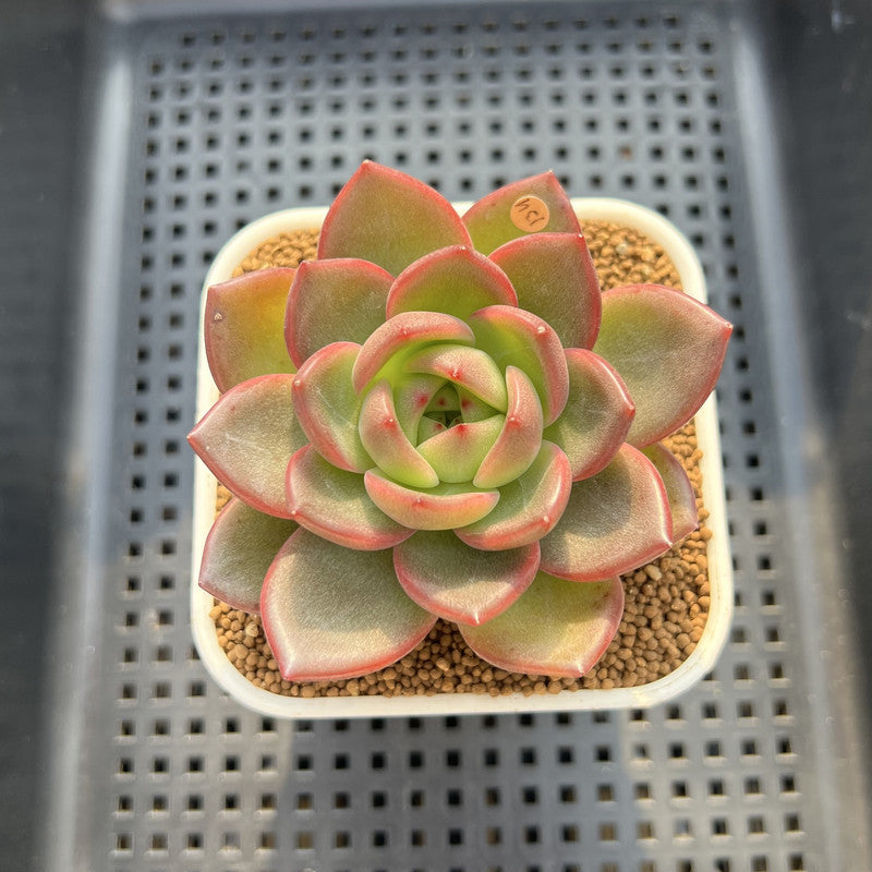 Echeveria 'Flower Ring' 3" New Hybrid Succulent Plant Cutting