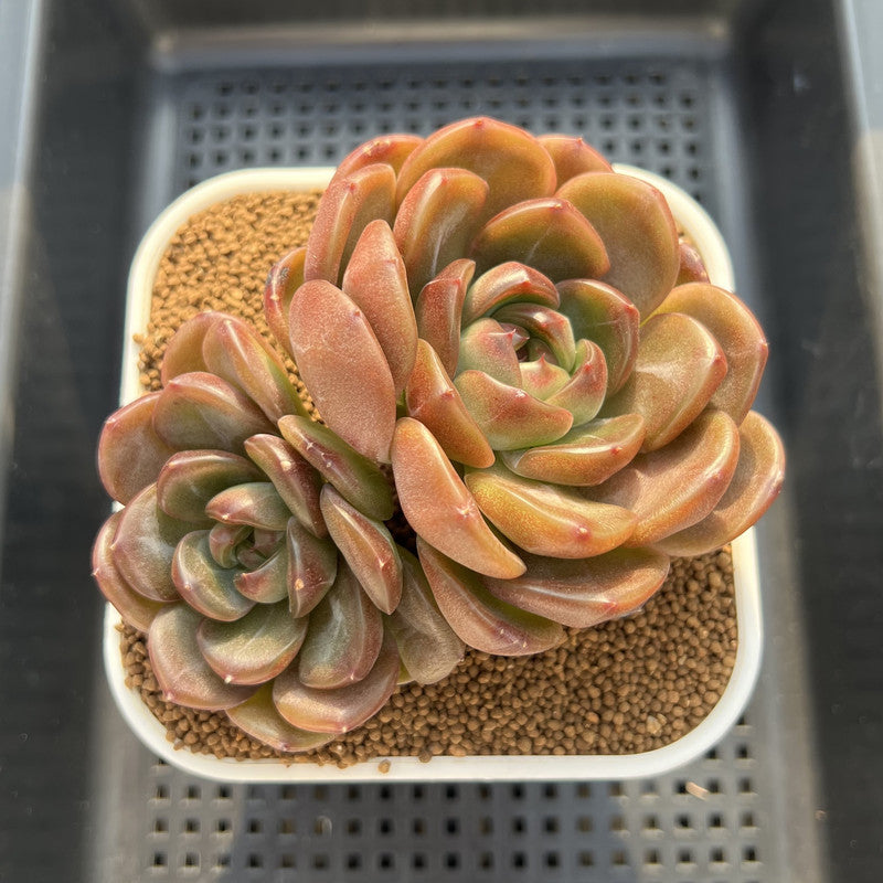 Echeveria 'Lilac' Jelly Type 4" Succulent Plant Cutting