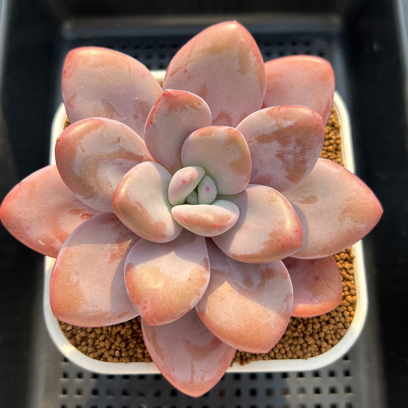 Pachyphytum 'Pink Frevel' 4" Succulent Plant Cutting
