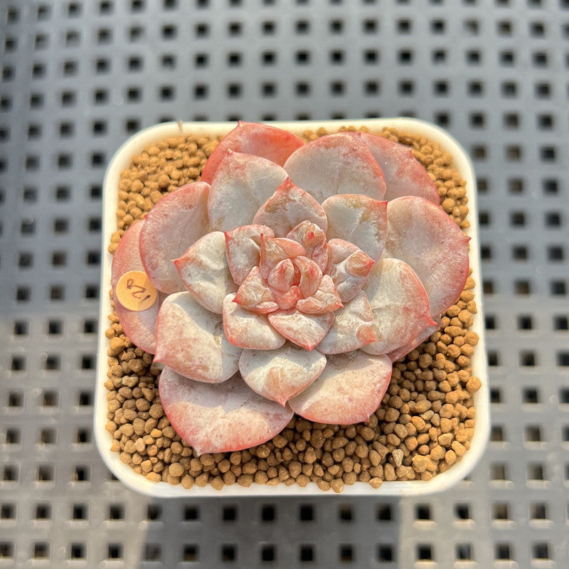 Echeveria 'Sugarling' 1" Succulent Plant Cutting