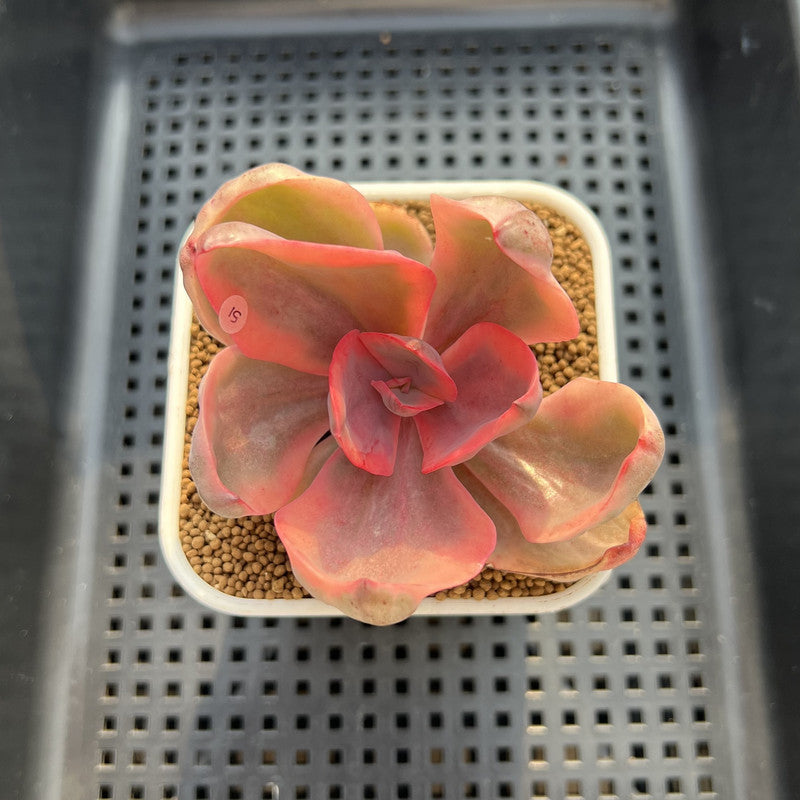 Echeveria 'Golden State' Variegated 3" Succulent Plant Cutting