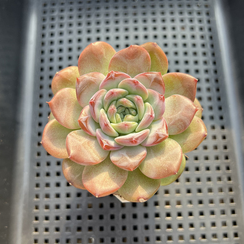Echeveria 'Pumpkin' Jelly Type 2"-3" Succulent Plant
