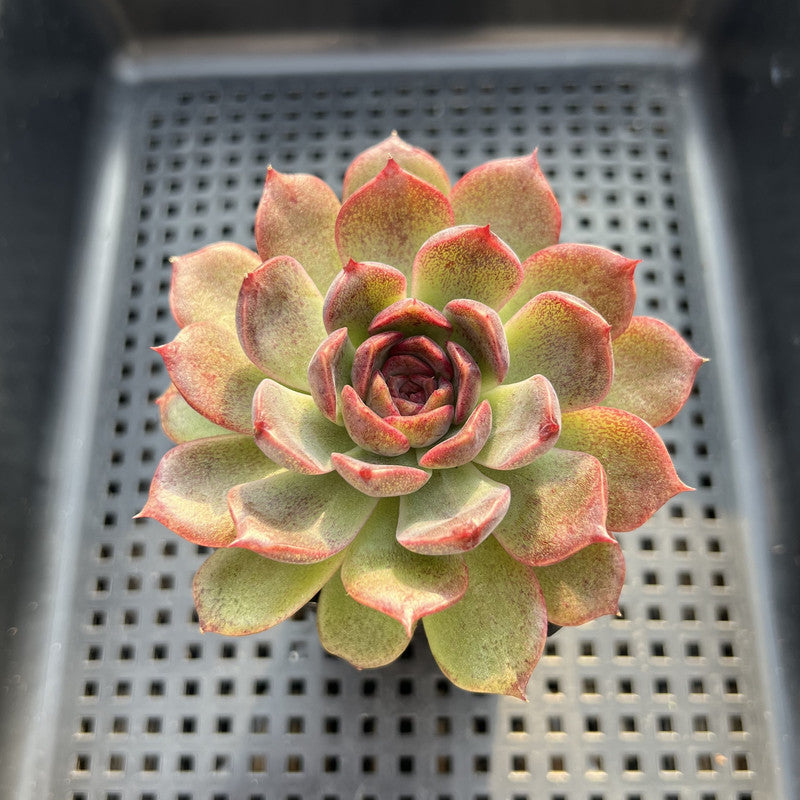 Echeveria 'Tarantula' 2"-3" New Hybrid Succulent Plant