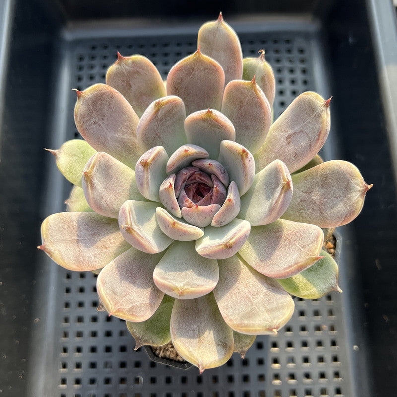 Echeveria 'Black Plum' 4"-5" Large Succulent Plant