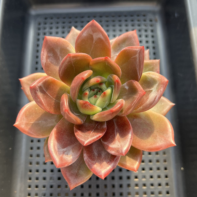 Echeveria 'Midnight Sun' 4" Succulent Plant