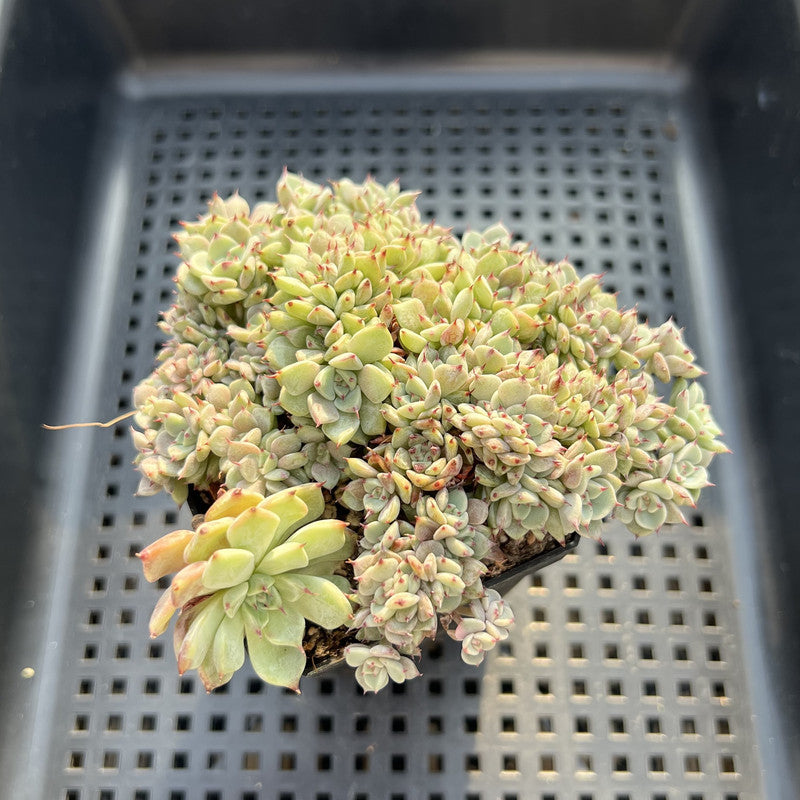 Echeveria 'Sarahime' Crested 3" Succulent Plant