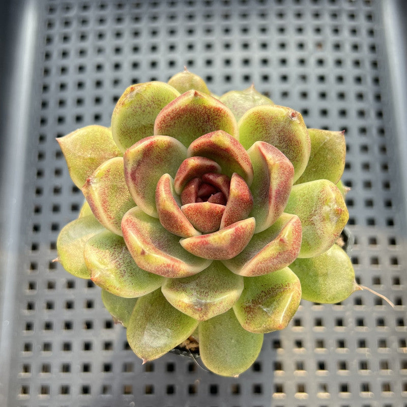Echeveria sp. 2" Succulent Plant