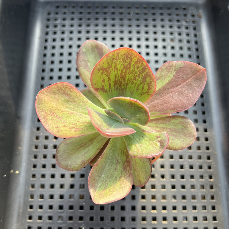 Echeveria 'Goiabinha' Variegated 2" (100% Grown In House) Succulent Plant