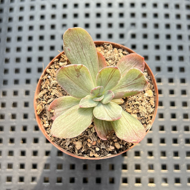 mosaic succulent Echeveria 'Hanaikada' Mosaic Variegated 2" (100% Grown In House) Succulent  Plant