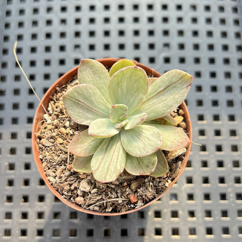 Echeveria 'Hanaikada' Mosaic Variegated 2" (100% Grown In House) Succulent Plant