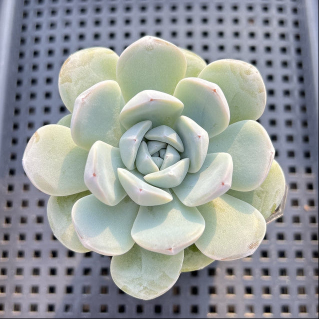 Echeveria 'Icy Green' 2" Succulent Plant