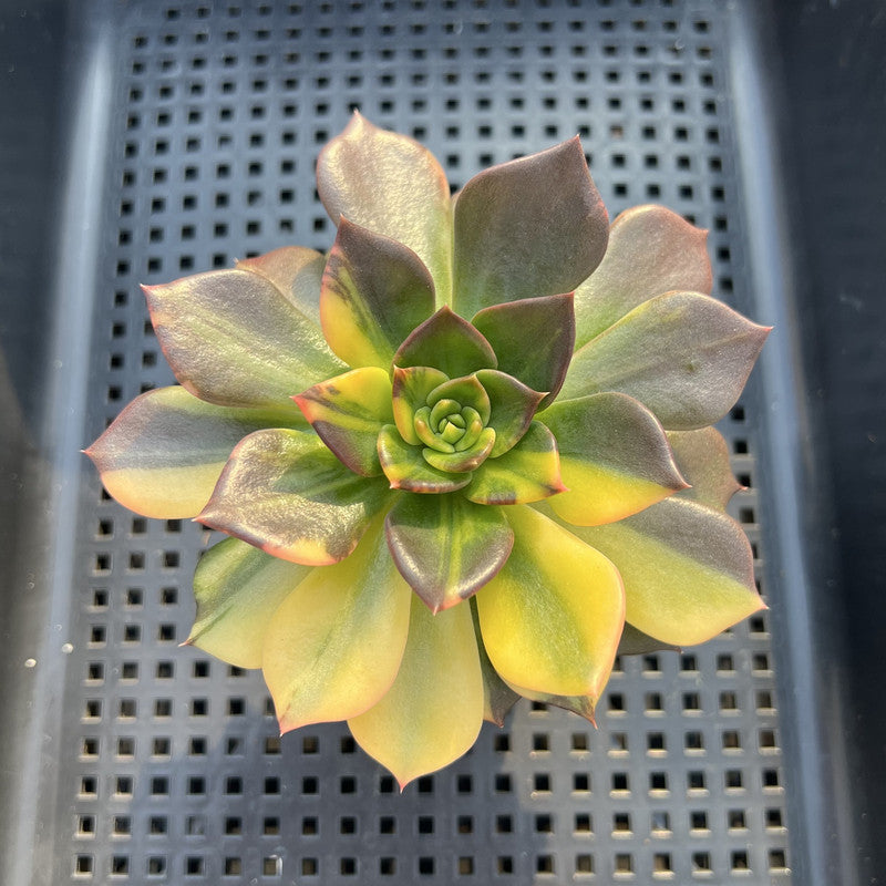 Echeveria 'Black Prince' Variegated 3" Succulent Plant