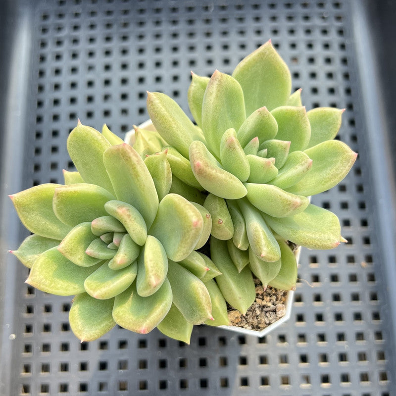 Pachyveria 'Arje' 2" Succulent Plant