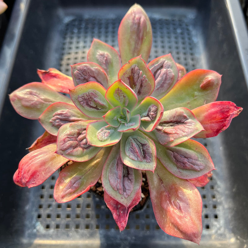 baron bold succulent Echeveria 'Baron Bold' 3" Succulent Plant