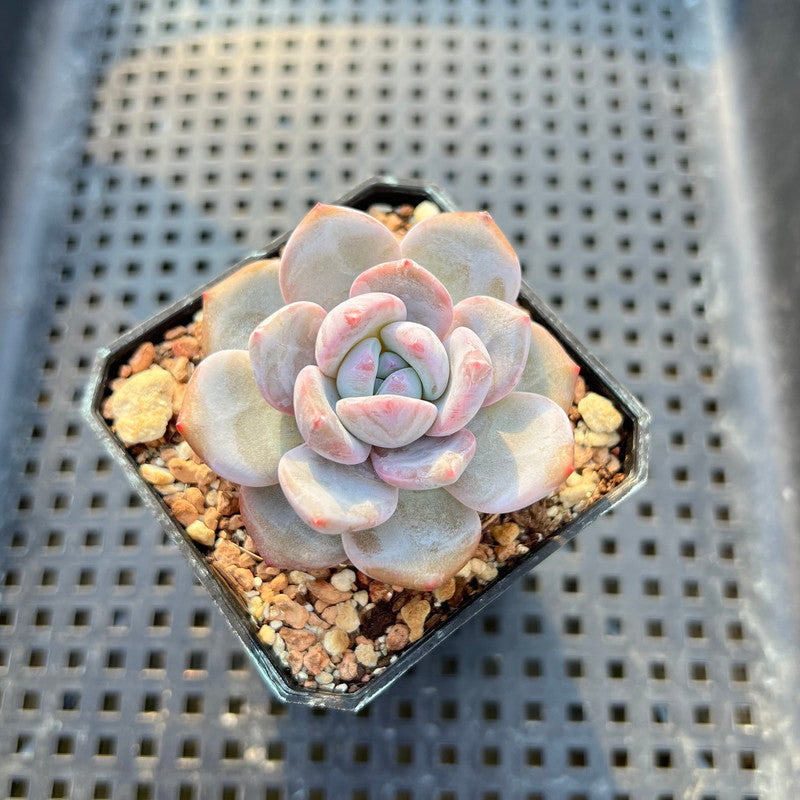 ms succulent Echeveria 'Miss Jin' Type B 2" Succulent Plant
