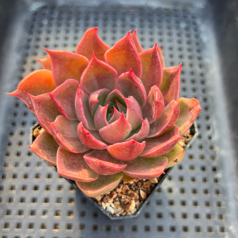 mutated succulent Echeveria sp. Variegated/Mutated 2" Succulent Plant