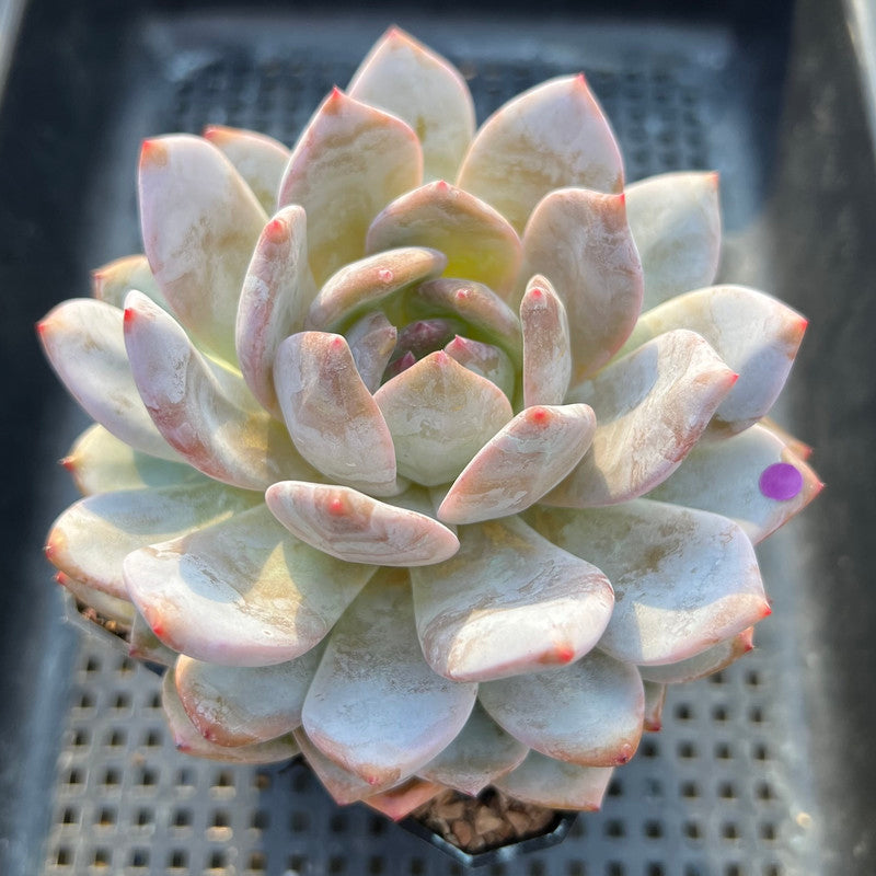 orange monroe succulent Echeveria 'Orange Monroe' 4