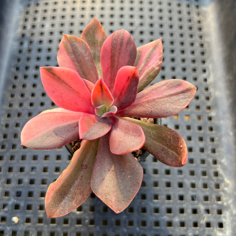 variegated succulent with red flower Echeveria 'Hanaikada' Variegated 2" Succulent Plant