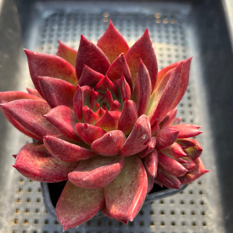 red rubin succulent Echeveria Agavoides 'Romeo Rubin' 4"-5" Succulent Plant