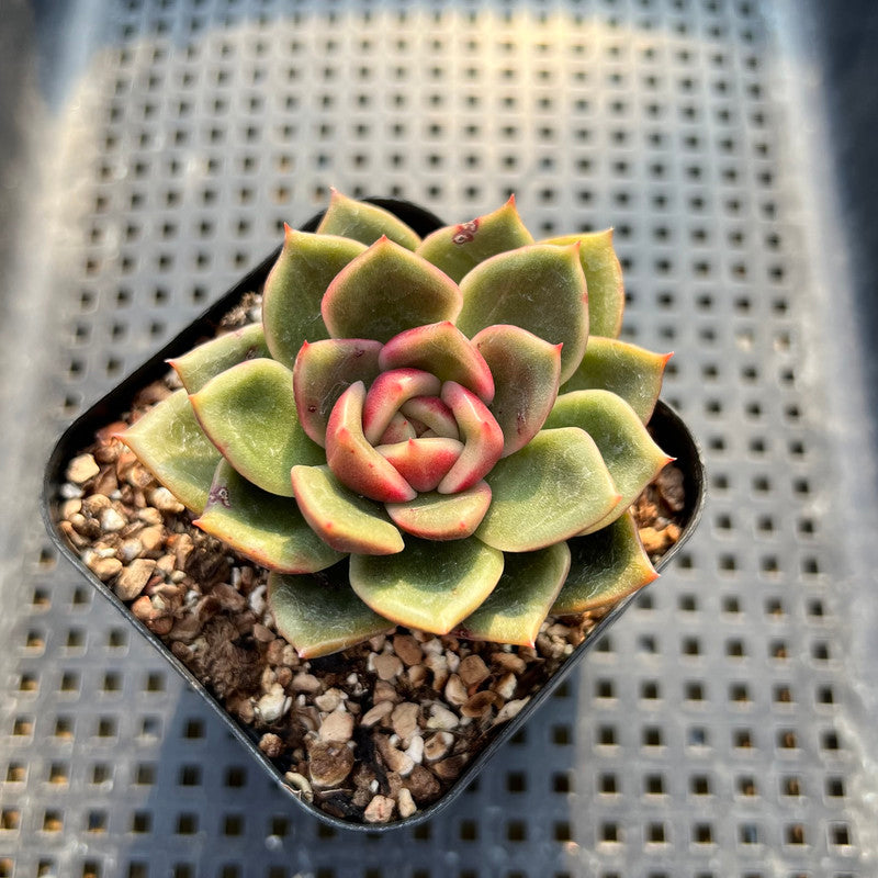 gold succulent plant Echeveria 'Gold Quartz' 2" Succulent Plant